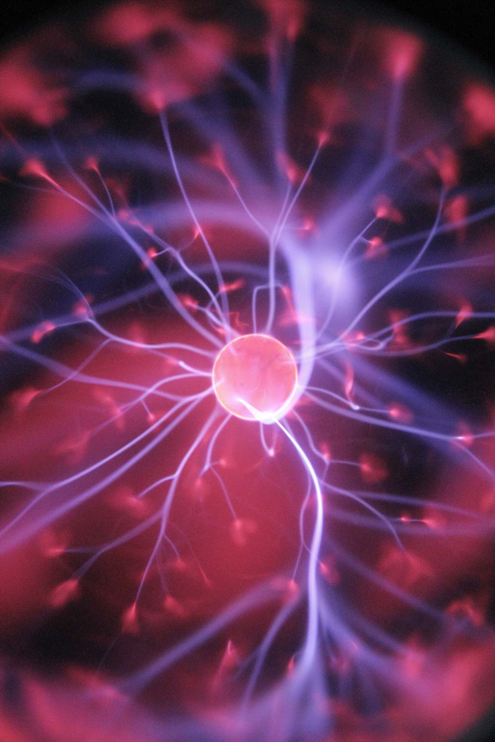 Sistema nervioso. Anatomía para el movimiento®. Sistema nervioso. Anatomía para el movimiento®.